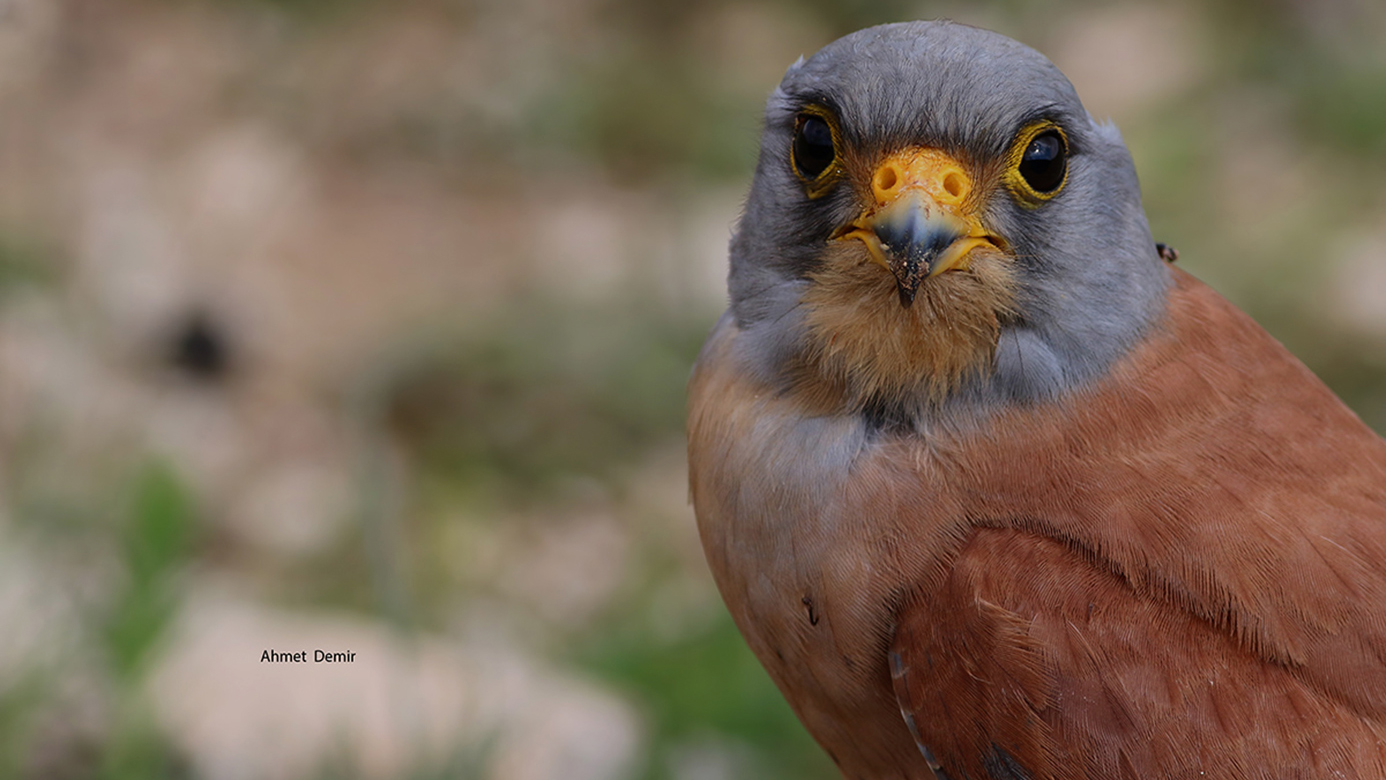 Lesser Kestrel